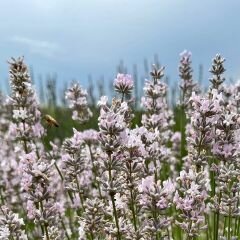 lavanda vera miss katherine 240x240